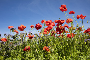 Obraz premium Feld, Phazelie, (Phazelia), Klatschmohn, Mohnblume, (Papaver rhoeas), Mecklenburg-Vorpommern, Deutschland