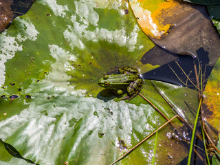 Frosch auf einer Seerose