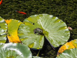Frosch auf einer Teichrose