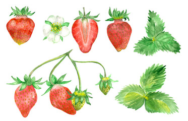 Watercolor hand drawn strawberry