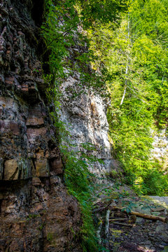 Photo of wet stone covered with fresh green moss in Carpathian mountains