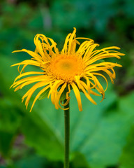 Photo of yellow wild flower in Carpathian mountains