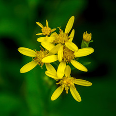 Photo of yellow wild flower in Carpathian mountains