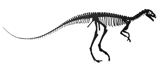 Dinosaur skeleton. 