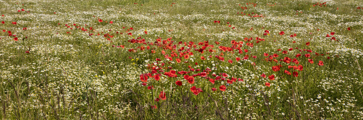 Feld, Echte Kamille, (Matricaria chamomilla), Klatschmohn, Mohnblume, (Papaver rhoeas), Mecklenburg-Vorpommern, Deutschland