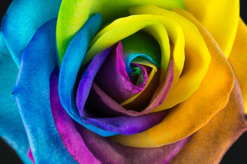 Fototapeta na wymiar Bunte Rose in Regenbogenfarben