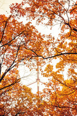 Photo of orange autumn forest with leaves and TV tower