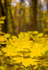 Photo of orange autumn forest with leaves