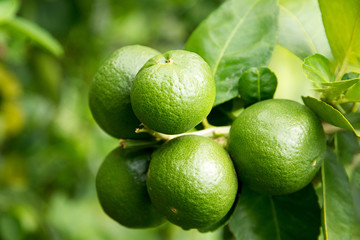 limes