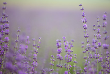 Fototapeta premium Lavender field. Composition of nature.