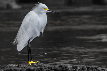 HDR photos of a Snow Egret by the sea