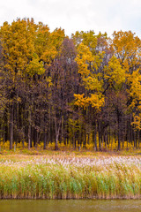 Photo of orange autumn forest with leaves near the lake