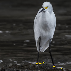 HDR photos of a Snow Egret by the sea