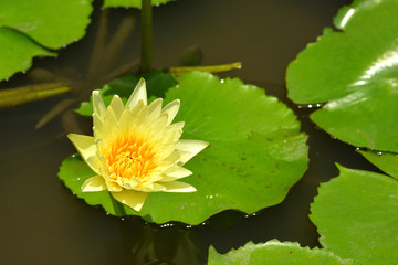 lotus flower with green leaves in the pond.