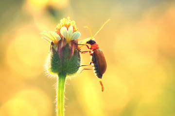 Pumpkin beetle bug perched on the beautiful flower
