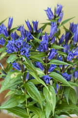Obraz premium Campanula - Blue bell flowers.