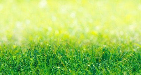 SEAMLESS PATTERN: Green Grass Border With Defocused Natural Background at Sunny Summer Day, SEAMLESS