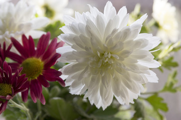 Chrysanthemum morifolium, Florists daisy, Hardy garden mum in bloom, white flowering ornamental autumn plant