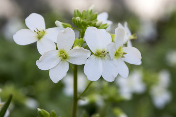 Obraz premium Arabis caucasica ornamental garden white flowers, mountain rock cress in bloom