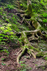 Obraz premium Stunning beauty of the mountains of the Northwest Caucasus . Waterfalls