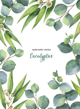 Watercolor vector green floral card with eucalyptus leaves and branches isolated on white background.