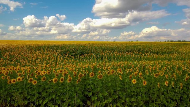 field of sunflowers.