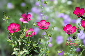 Linum grandiflorum coccineum, flowering flax, red flax, scarlet flax, crimson flax in bloom