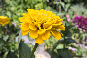 Zinnia elegans, youth-and-age,common zinnia, elegant zinnia in bloom