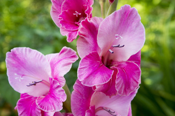 Gladiolus hybridus, sword lily in bloom