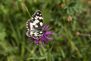 Wildblumenblüte