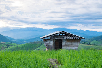 Fototapeta na wymiar Cottage on the rice field in the rainy season.