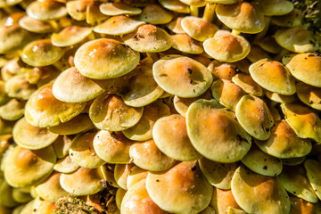 Grüner Schwefelkopf