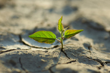 young plant growing through the ground