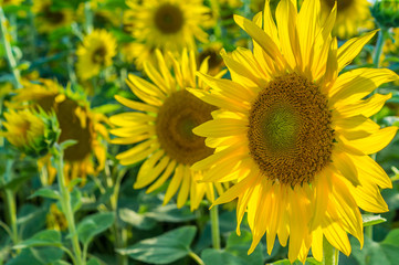Sonnenblumen