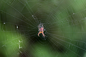 spider on web