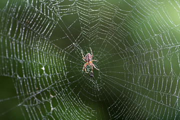 spider on web