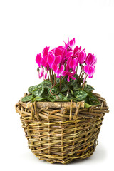 cyclamen persicum in a basket on white background