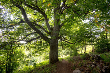 Obraz premium Wanderweg um den Petit Ballon in den Vogesen