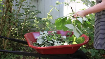 girl clips berry vines into wheelbarrow - Powered by Adobe