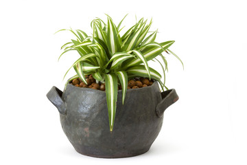 Chlorophytum in clay pot on wooden background