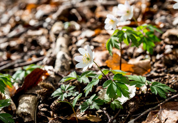 Spring beams beautiful white anemones