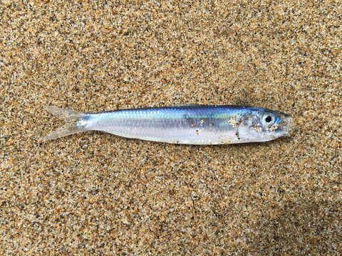 A fish on the beach