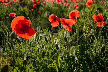 Group of red poppies in a field with dew, illuminated by the sun in the morning.