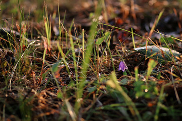 Purple bell on the nature