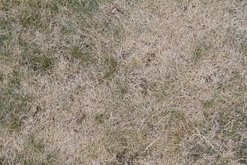 Vertrockneter Rasen im Garten nach Hitzeperiode