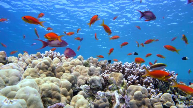 Colorful Fish on Vibrant Coral Reef, Red sea