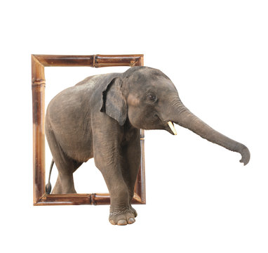 Baby elephant in bamboo frame with 3d effect