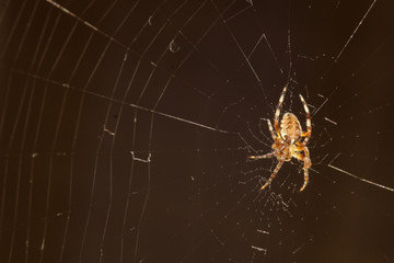 macro spider on the web
