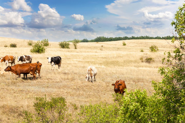 Fototapeta na wymiar Clean livestock. Cows of different breeds are grazing on the field with yellow dry grass under a blue sky with clouds