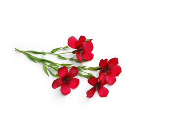 Roter Lein